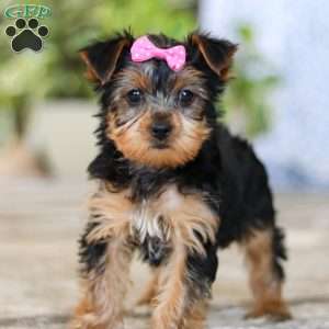 Dolly, Yorkie Puppy